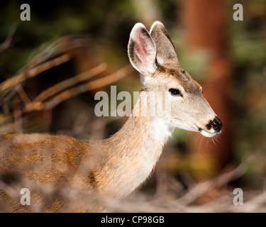 Hirsche im Yosemite National Park Stockfoto