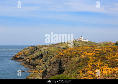 Blick auf Lynas Point Leuchtturm mit gelber Ginster und Porth Eilian an der Küste Llaneilian, Isle of Anglesey, North Wales, UK Stockfoto