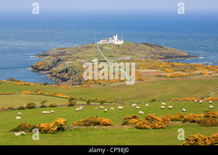 Blick auf Point Lynas Leuchtturm an der walisischen Küste mit Schafe weiden in den Feldern auf dem Hügel bei Llaneilian ISLE OF ANGLESEY Wales England Großbritannien. Stockfoto