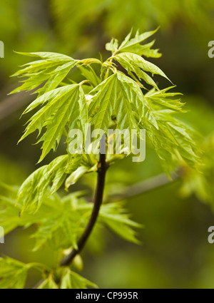 Closeup of Acer foliage Stockfoto