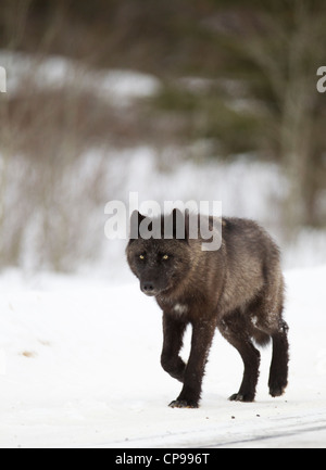 Mitglied der Bow Valley Wolf Pack Spaziergänge entlang einer Straße in Banff Nationalpark, Alberta, Kanada.  Foto von Gus Curtis Stockfoto
