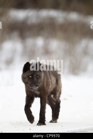 Mitglied der Bow Valley Wolf Pack Spaziergänge entlang einer Straße in Banff Nationalpark, Alberta, Kanada.  Foto von Gus Curtis Stockfoto