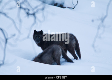 Zwei graue Wölfe spielen im Schnee in Banff Nationalpark, Alberta, Kanada. Stockfoto