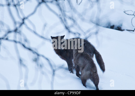 Zwei graue Wölfe spielen im Schnee in Banff Nationalpark, Alberta, Kanada. Stockfoto