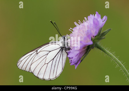 Schwarz-veined White (Aporia Crataegi) ruht auf Feld Witwenblume (Knautia Arvensis) Stockfoto