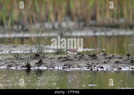 Flussregenpfeifer (Charadrius Dubius) in seiner Umgebung Stockfoto