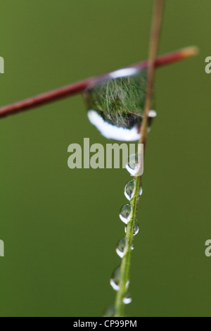Die Landschaft am frühen Morgen gesehen durch Tau-Tropfen Stockfoto