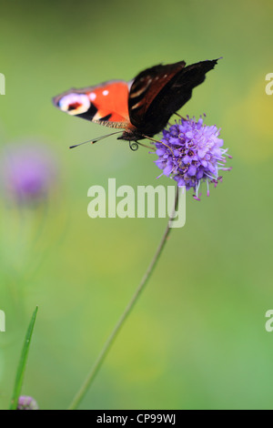 Tagpfauenauge (Inachis Io) ruht auf einem Wildblumen. Stockfoto