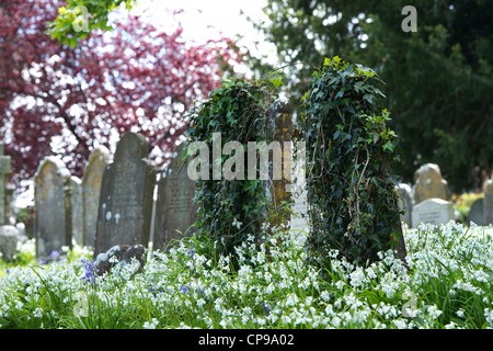 Grabstein in Ivy in der Heiligen Dreifaltigkeit Kirchhof, Buckfastleigh, Devon, England Stockfoto