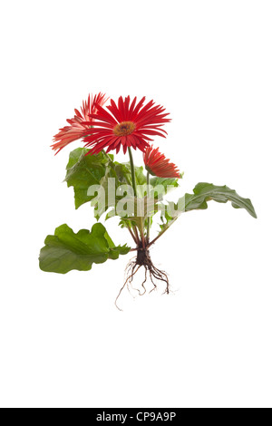 Gerbera-Pflanze mit Wurzeln isoliert auf weißem Hintergrund Stockfoto