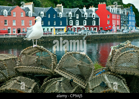 Eine Möwe stehend auf Hummer-Töpfe vor bunten Kai in Tobermory, Isle of Mull, Schottland Stockfoto