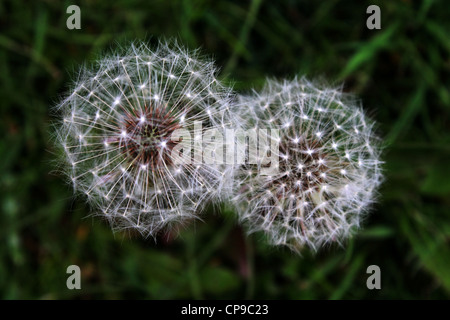 Löwenzahn Taraxacum Officinale und Erythrospermum Blume Uhren Stockfoto