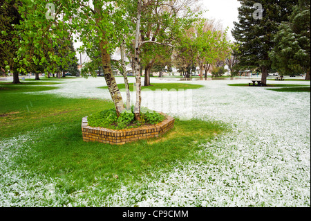 Früh kann Schneesturm, Alpine Park, die historische Altstadt, kleinen Berg Stadt Salida, Colorado, USA Bezirk Stockfoto