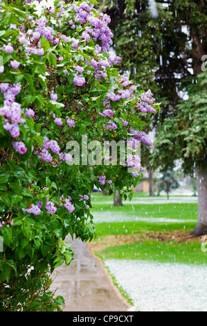 Flieder in voller Blüte, früh kann Schneesturm, Alpine Park, die historische Altstadt Bezirk, kleine Bergstadt Salida, Colorado, USA Stockfoto