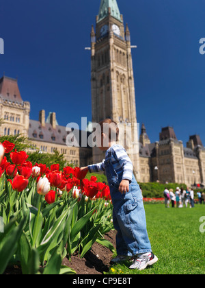 Der junge ist fasziniert von Tulpen vor dem Parlamentsgebäude in Ottawa während Tulpenfest. Ontario, Kanada Frühling landschaftlich Stockfoto