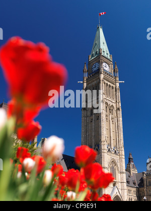 Nahaufnahme von roten Tulpen vor dem Stück Turm. Das Parlamentsgebäude in Ottawa. Tulpenfest. Ontario, Kanada-Frühling Stockfoto