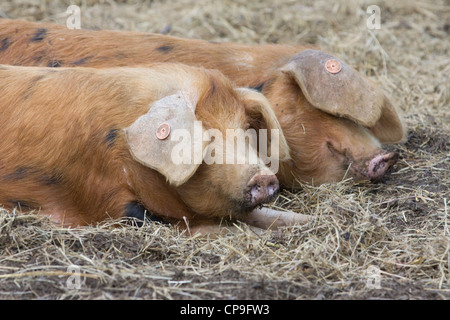 Oxford Sandy & schwarze Schwein seltene Rasse Schwein Sus Stockfoto