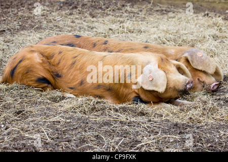 Oxford Sandy & schwarze Schwein seltene Rasse Schwein Sus Stockfoto