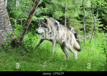 Grauer Wolf (Canis Lupus) Timberwolf beobachten seine Beute in einem Wald im Frühjahr Stockfoto