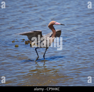 Rötlicher Reiher, Egretta saniert mit Baldachin Fraßaktivität. Stockfoto