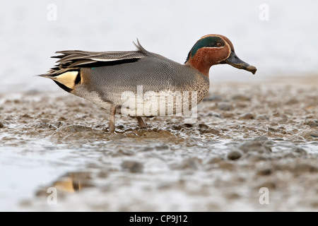 Krickente - männlich Stockfoto