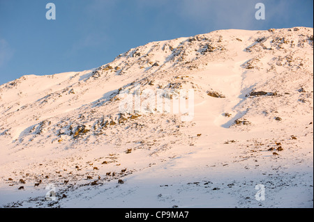 Rothirsch auf Berghängen, Glen Clunie im Winter, Cairngorms, Schottland, Großbritannien Stockfoto