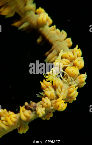 Pontonides Unciger Peitsche Korallen Garnelen auf Meer Peitsche: Cirripathes SP in der Lembeh-Straße von Indonesien. Stockfoto