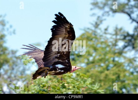 Mit Kapuze Geier (Necrosyrtes Monachus) im Flug Stockfoto