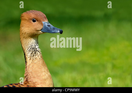 Porträt von Fulvous Pfeifen Ente (Dendrocygna bicolor) auf grünem Hintergrund Stockfoto