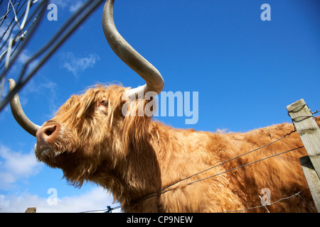 Hamish einen langen Hörnern Highland Kuh Bullock Schottland, Vereinigtes Königreich Stockfoto