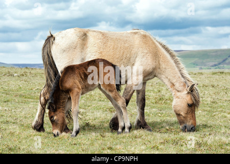 Dartmoor-Pferde und Fohlen. Dartmoor Nationalpark, Devon, England Stockfoto