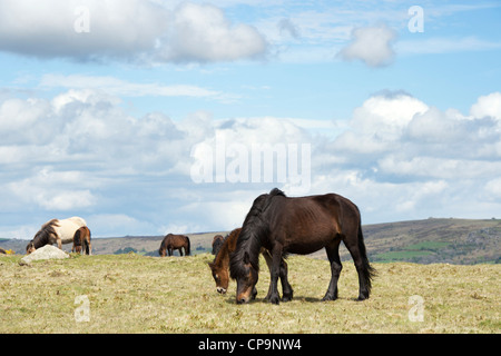 Dartmoor-Pferde und Fohlen. Dartmoor Nationalpark, Devon, England Stockfoto