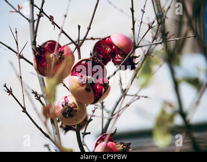 Granatapfel-Frucht am Baum mit roten Samen heraus platzen Stockfoto