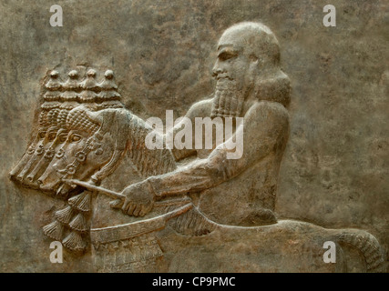 Neo-assyrisches architektonisches Wandrelief, das den Bräutigam zeigt, der eine Mannschaft von Pferden unter König Sargon II. Von 721 bis 705 v. Chr. im Khorsabad Irak führt. Stockfoto