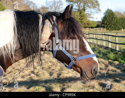 Farbige Zigeuner Pferd angebunden mit einer gepolsterten Kette um den Hals. Stockfoto