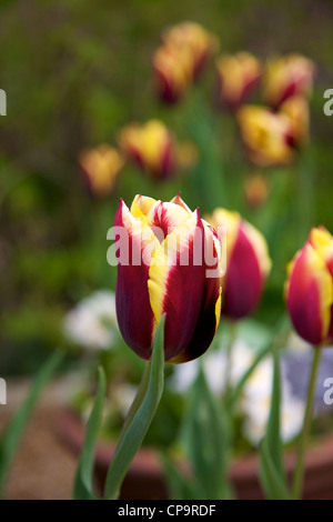 Tulipa Tulpe 'Gavota' Frühling Blumen in voller Blüte im April Stockfoto