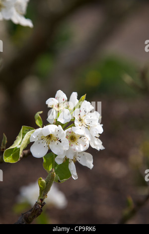 Pyrus Communis Dessert Birne Konferenz in Blüte im April Stockfoto