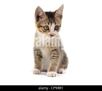 malaysische streunende Katze isoliert auf weiss Stockfoto