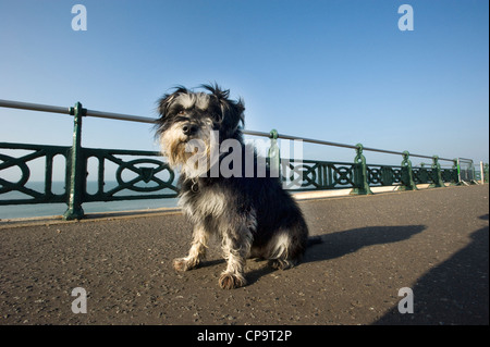 Süße unbeschnittene Zwergschnauzer an einer Strandpromenade. Stockfoto