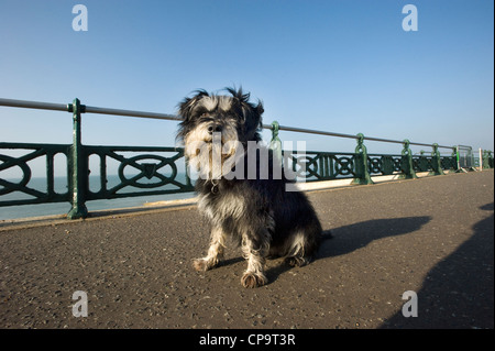 Netter unbeschnittene Zwergschnauzer Hund Gassi an einer Strandpromenade zu genießen. Stockfoto