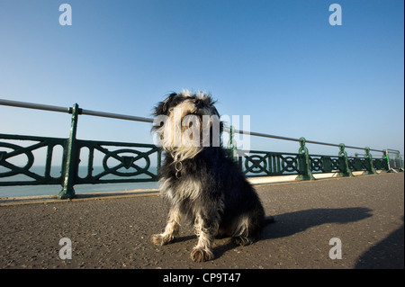 Netter unbeschnittene Zwergschnauzer Hund Sonne an einer Strandpromenade zu genießen. Stockfoto