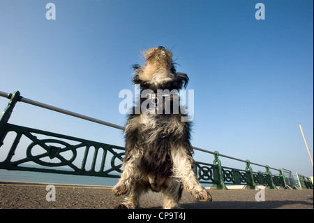 Eine unbeschnittene Zwergschnauzer Hund wird von der Leine an einer Strandpromenade zu genießen. Stockfoto