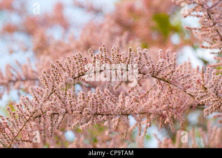 Tamarix in Blüte Stockfoto