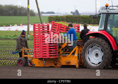 Automatische Pflanzung Machine  Salat Pflanzer   Traktor und Sämaschine auf bloße Stirn, Hesketh Bank, Southport, Lancashire, UK Stockfoto