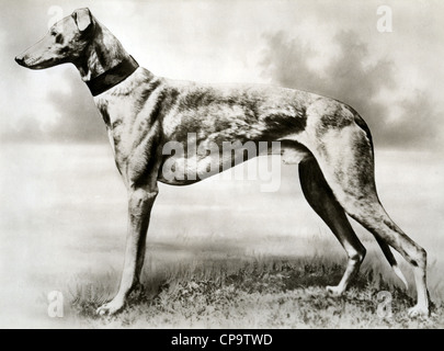 MICK THE MILLER (1926-1939) Champion racing greyhound Stockfoto