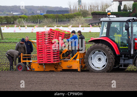 Automatische Pflanzung Machine  Salat Pflanzer   Traktor und Sämaschine auf bloße Stirn, Hesketh Bank, Southport, Lancashire, UK Stockfoto