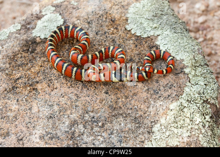 Sonora Berg Kingsnake Lampropeltis Pyromelana Pyromelana Miller Canyon, Huachuca Mountains, Cochise County, Arizona, Stockfoto