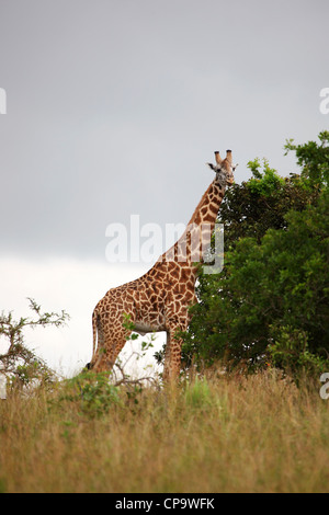 Eine weibliche Masai-Giraffe im Akagera-Nationalpark, Ruanda. Stockfoto