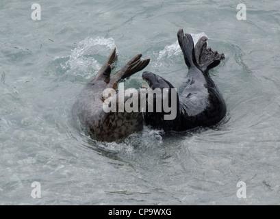 Halichoerus Grypus, graue Dichtungen im Spiel Stockfoto