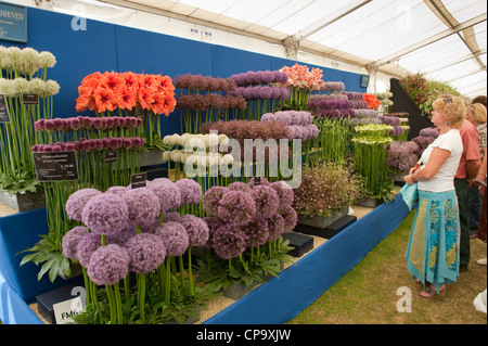 Besucher Blumenarrangement im riesigen Festzelt (die Leute, die auf der Suche an alliums & Amaryllis) - RHS Flower Show, Tatton Park, Cheshire, England, UK. Stockfoto